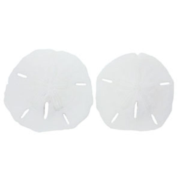 Picture of U.S. Shell 08005 1.25 in. Keyhole Sanddollar - 25 Piece
