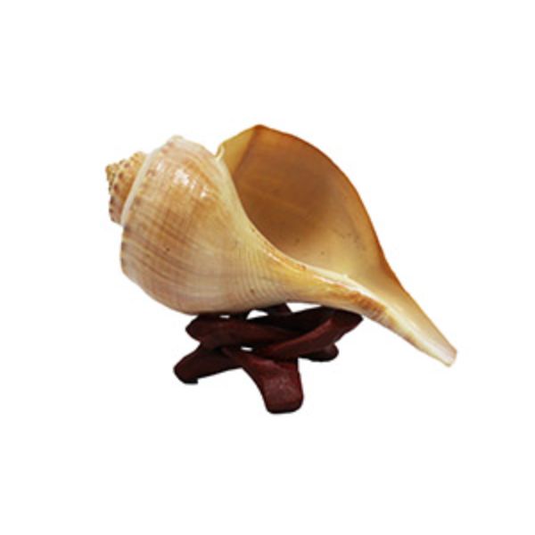 Picture of U.S. Shell 08013 Channel Whelk with Wooden Stand