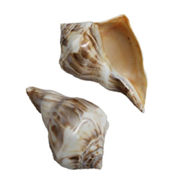 Picture of U.S. Shell 08022 Polished Whelk&#44; Orange - 2 Piece