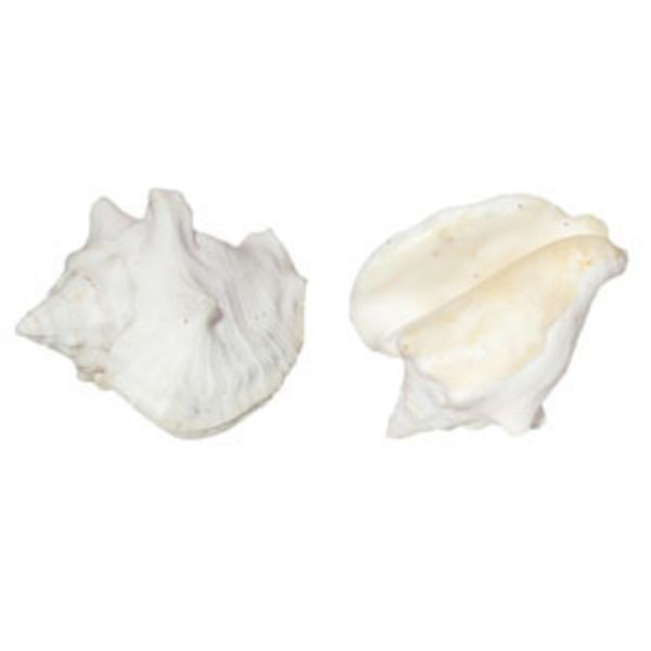 Picture of U.S. Shell 08023 Milk Conch, White - 2 Piece