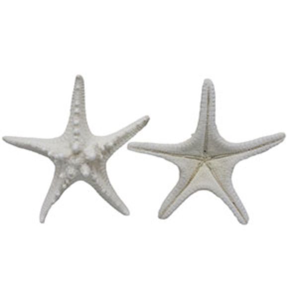 Picture of U.S. Shell 08025 Armoured Starfish, White - 2 Piece