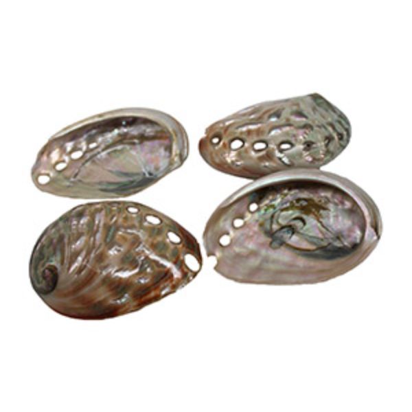 Picture of U.S. Shell 08026 Polished Small Abalone&#44; Red - 4 Piece
