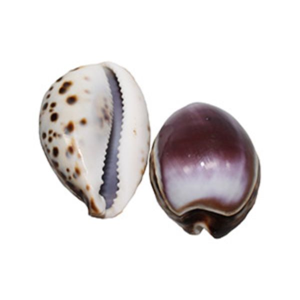 Picture of U.S. Shell 08028 Tiger Cowrie, Purple - 2 Piece