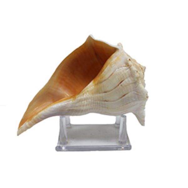 Picture of U.S. Shell 08029 Lightning Whelk Lacquered with Stand