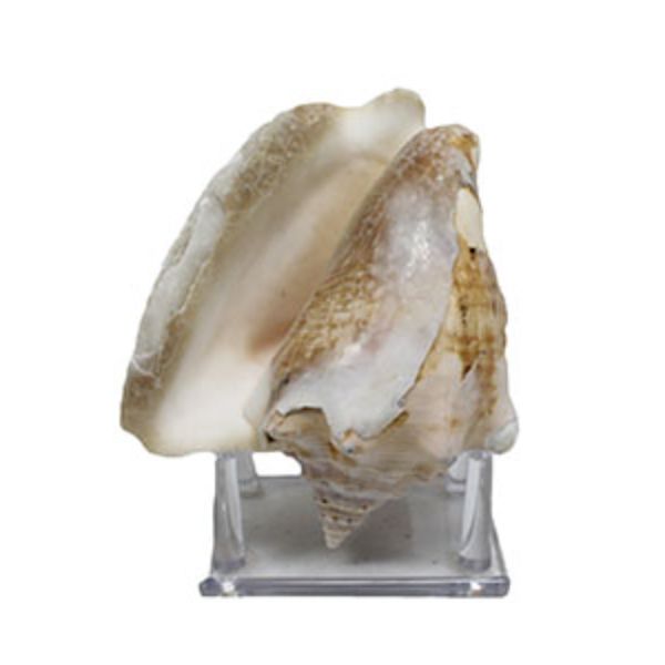 Picture of U.S. Shell 08030 Conch with Stand, Milk