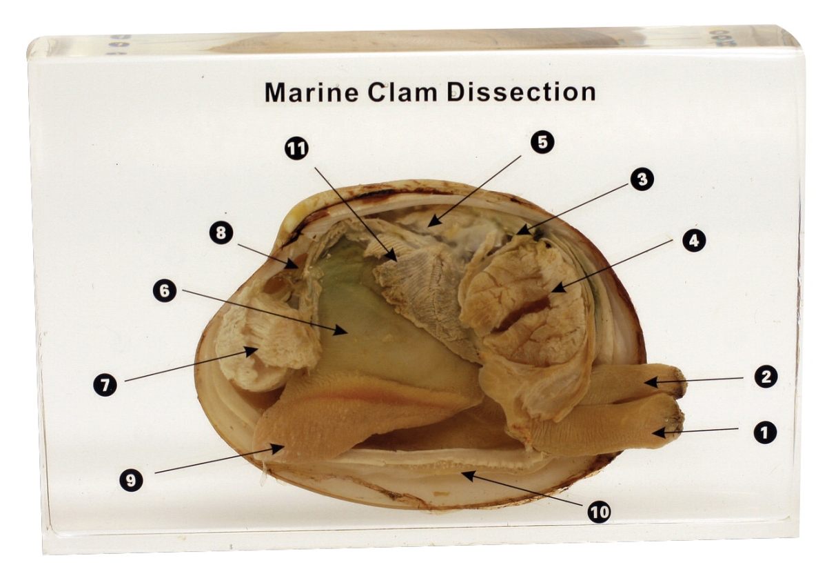 Picture of Real Bug 1368366 ED Speldy Dissection Specimen Block - Marine Clam