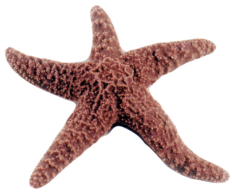 Picture of Frey Scientific 596427 5-6 in. Choice Preserved Starfish - Pack of 10