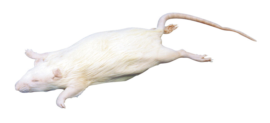 Picture of Frey Scientific 596997 Choice Pregnant Preserved White Rat - Double Injected