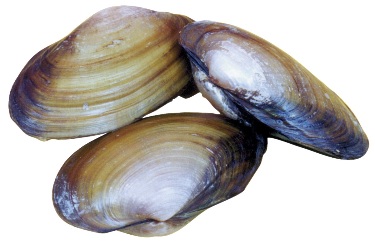 Picture of Frey Scientific 597270 4-5 in. Wet Choice Preserved Freshwater Clam - Pack of 50