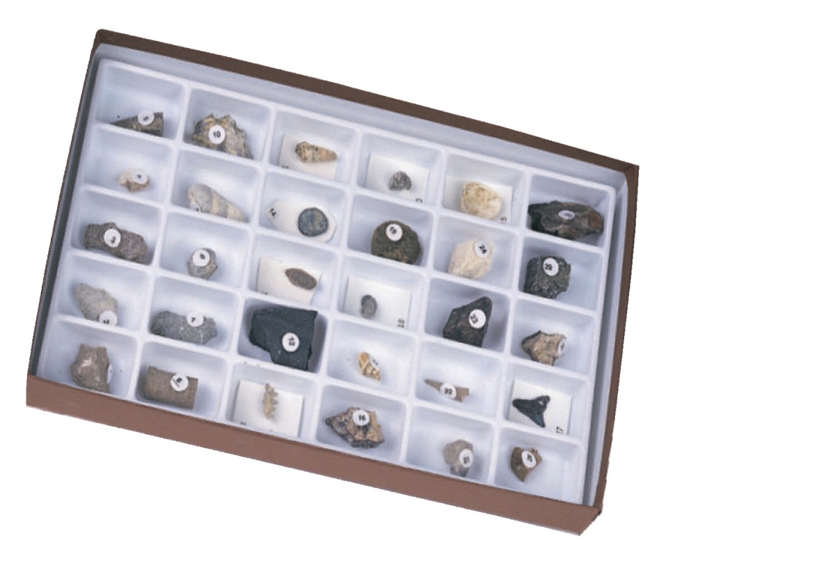 Picture of Geoscience 563924 Scott Resources Advanced Fossil Collection - Set of 30