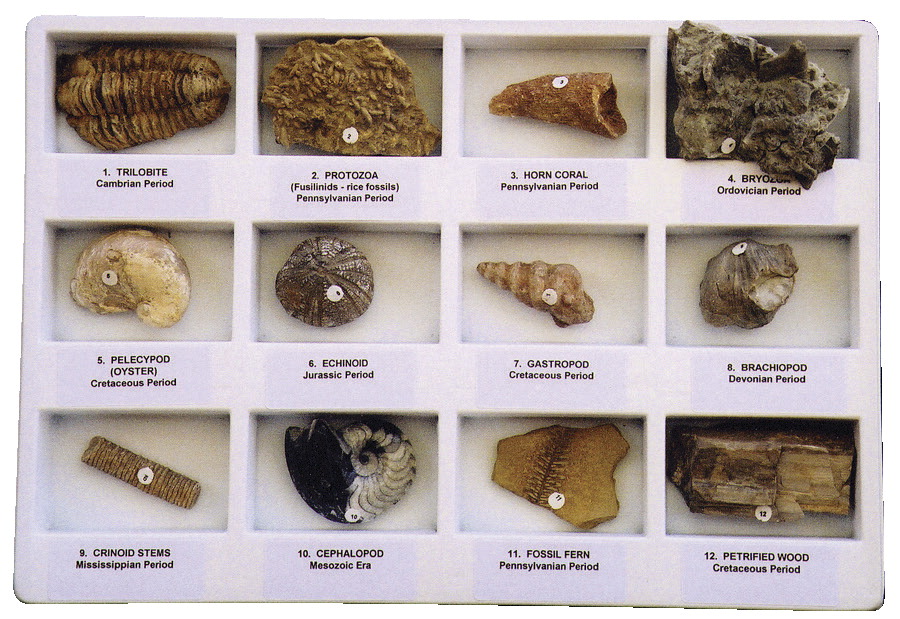 Picture of Geoscience 077020 Scott Resources Premium Fossil Collection 12 Specimens with Accessories