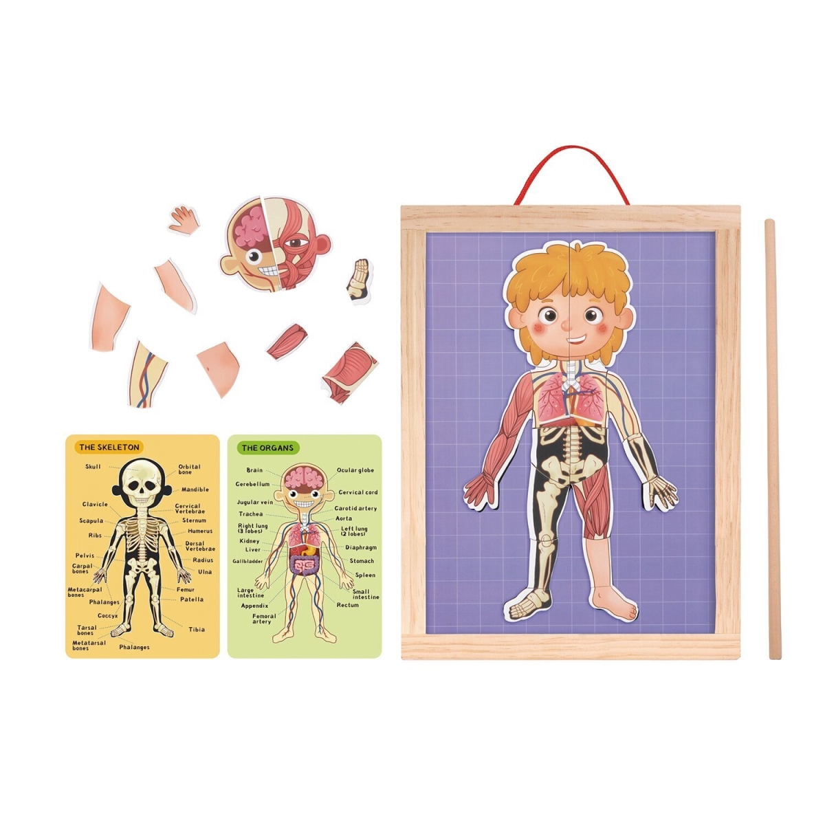 Picture of Tooky Toy 300336 30 x 40 x 1 cm Body Magnetic Chart