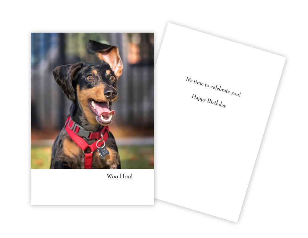 Picture of Sun Day Greetings GC 1754 KB Woo Hoo Dog with Floppy Ear Birthday Greeting Card
