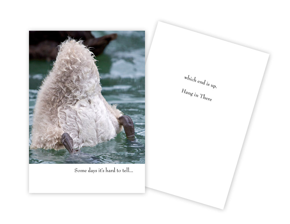 Picture of Sun Day Greetings GC 1504 EN Some Days Its Hard to Tell Duck Encouragement Greeting Card