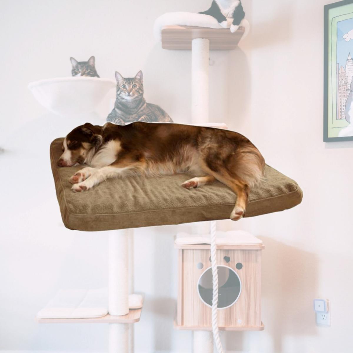 Picture of PAW Orthopedic Super Foam Pet Bed - Clay - Large