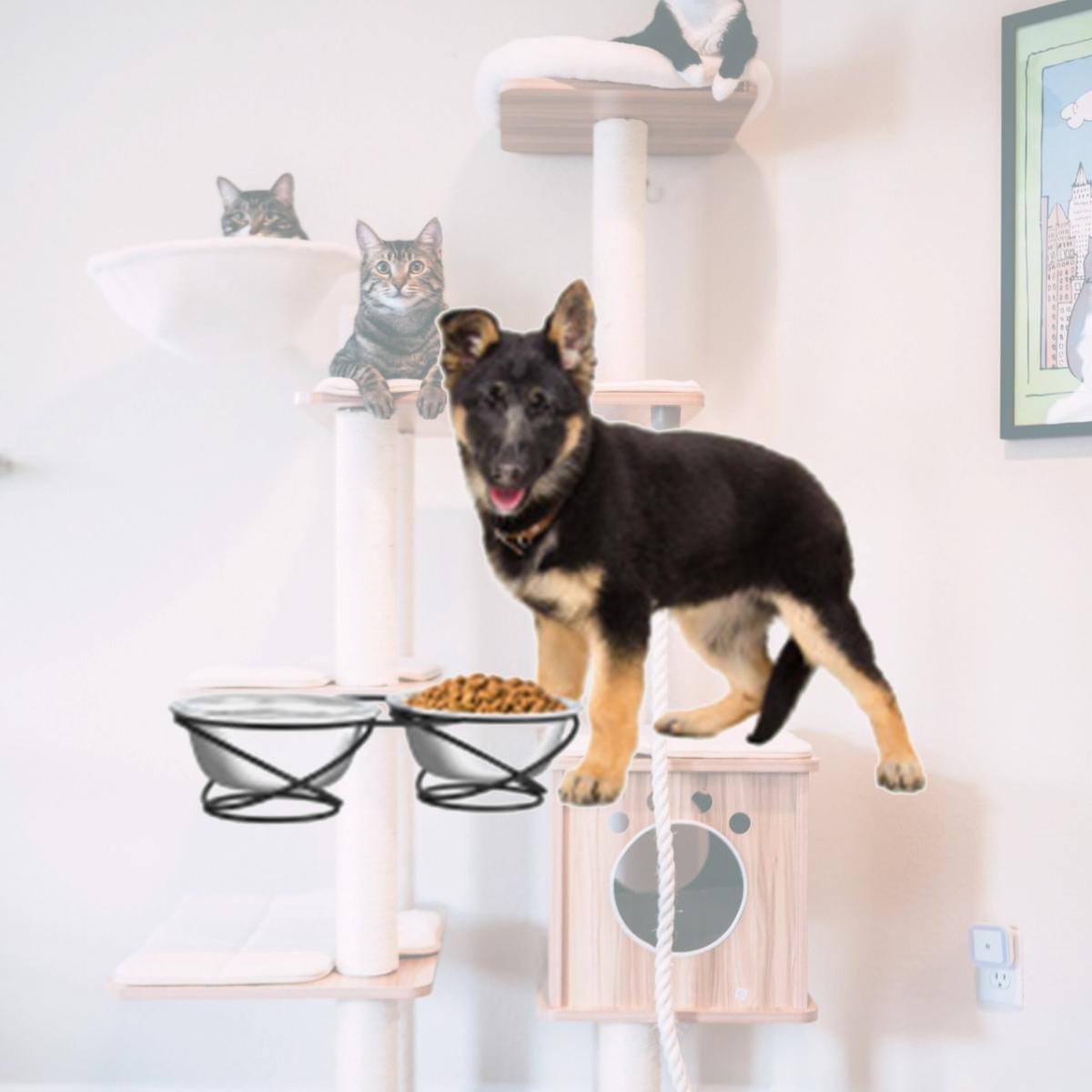 Picture of Trademark 80-PET6168 Stainless Steel Raised Food & Water Bowls with Decorative 3.5 in. Tall Stand