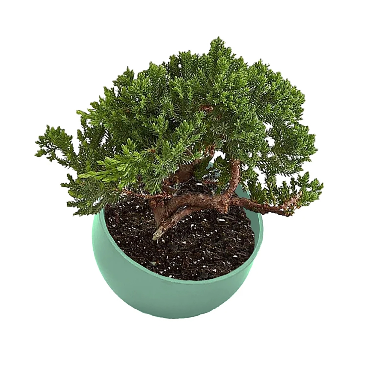 5-71002 7in. Sage Green Orbital Bamboo Planter
