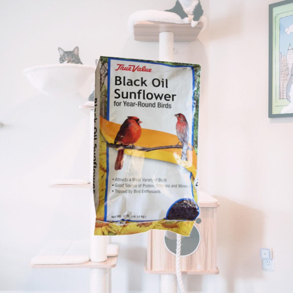 Picture of JRK Seed & Turf Supply 164436 True Value 40 lbs Sunflower Bird Seed