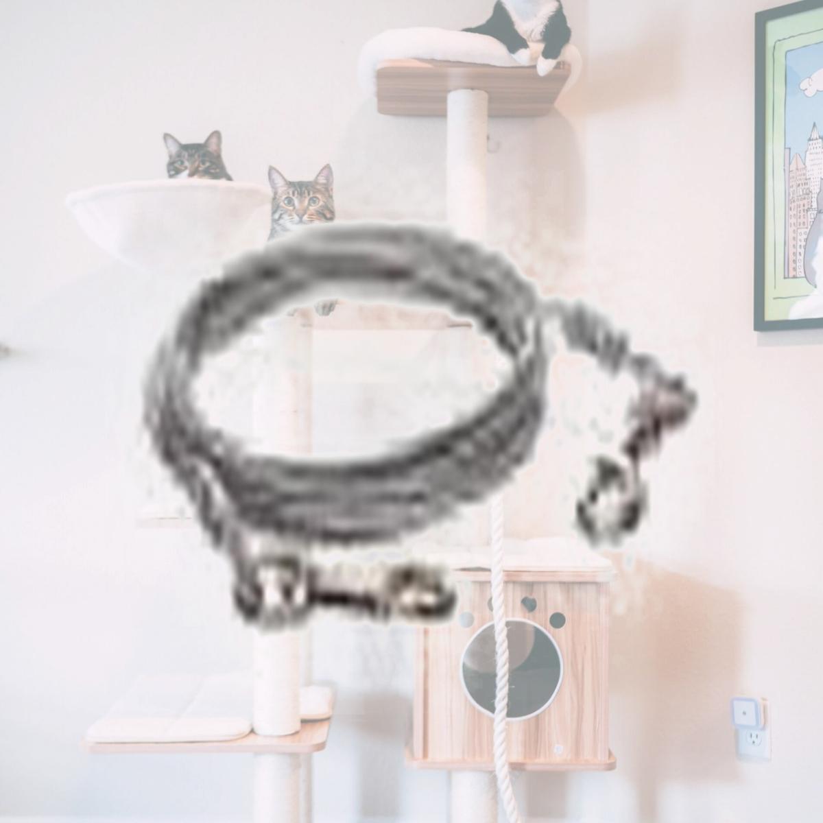 Picture of Westminster Pet Products 223854 10 ft. Pet Expert Heavy Weight Dog Tie Out