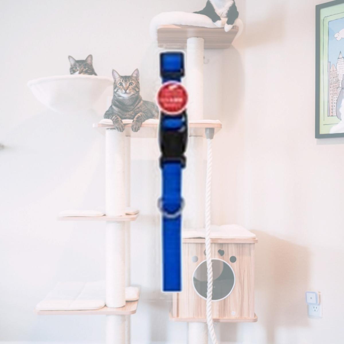 Picture of Westminster Pet Products 223887 0.62 x 16 in. Pet Expert Dog Collar  Blue Pack of 3