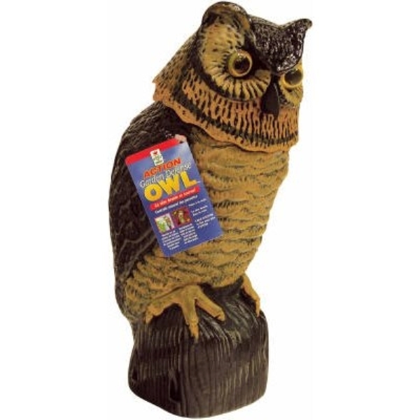 Bobble Head Owl