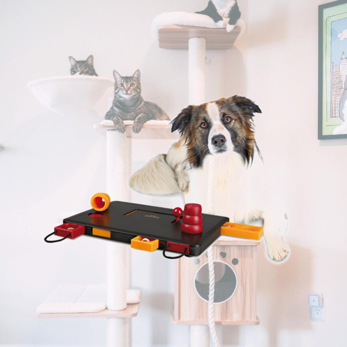 Picture of TRIXIE Pet Products 32025 Dog Activity Move-2-Win - Level 3