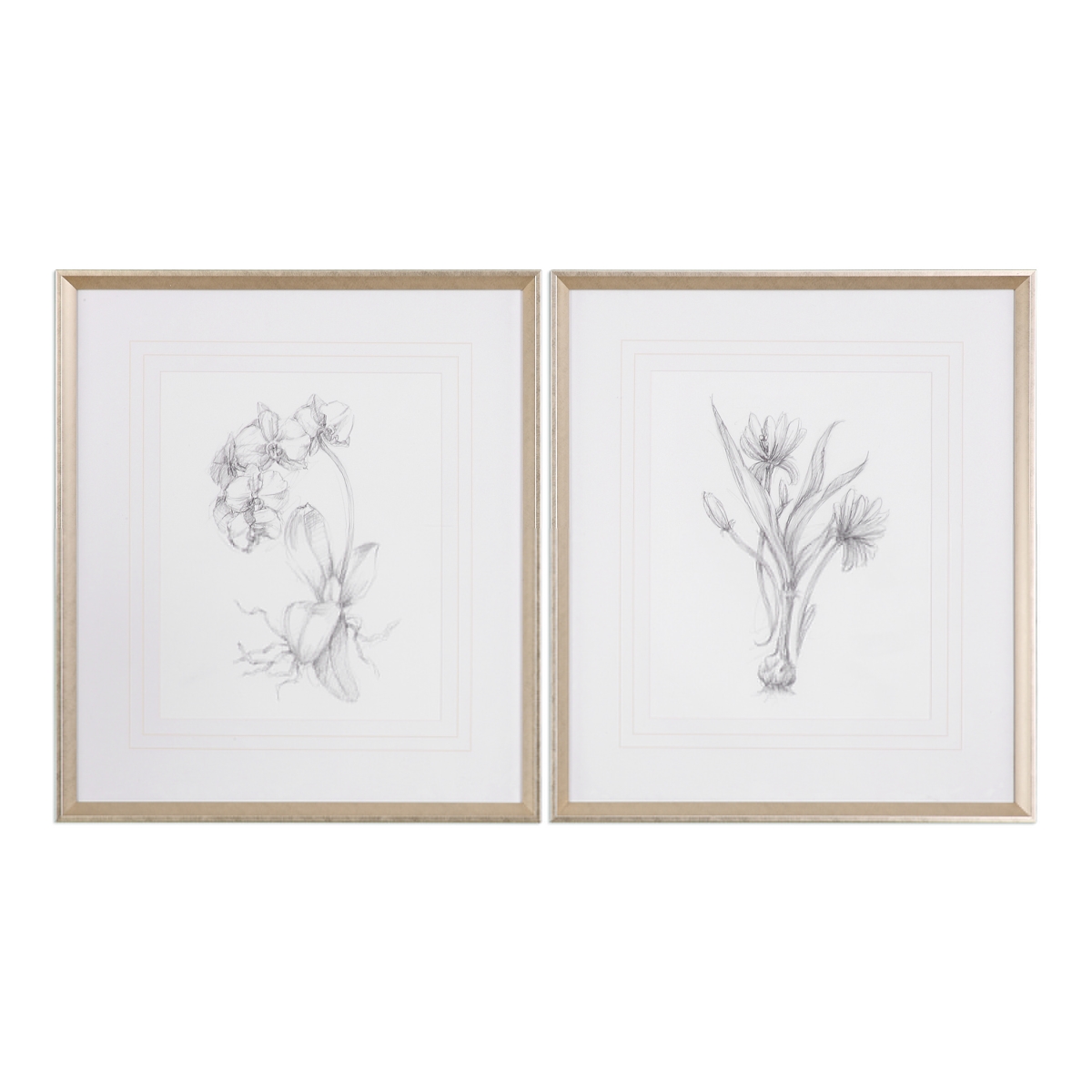Picture of 212 Main 33649 Botanical Sketches Framed Prints  Set of 2