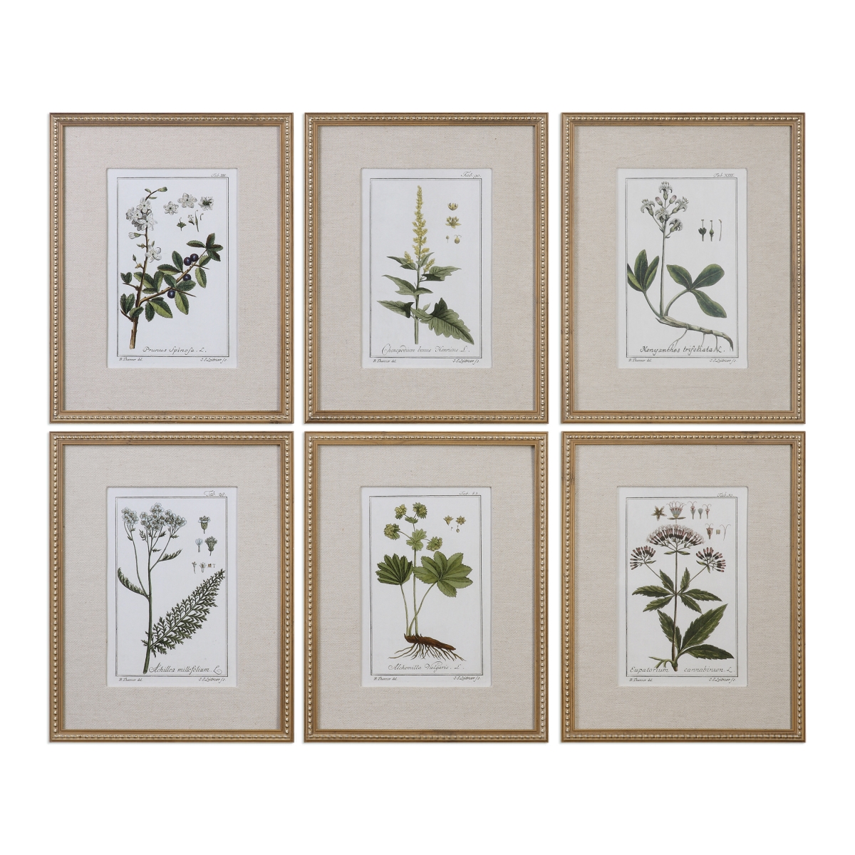 Picture of 212 Main 33651 Green Floral Botanical Study Prints  Set of 6