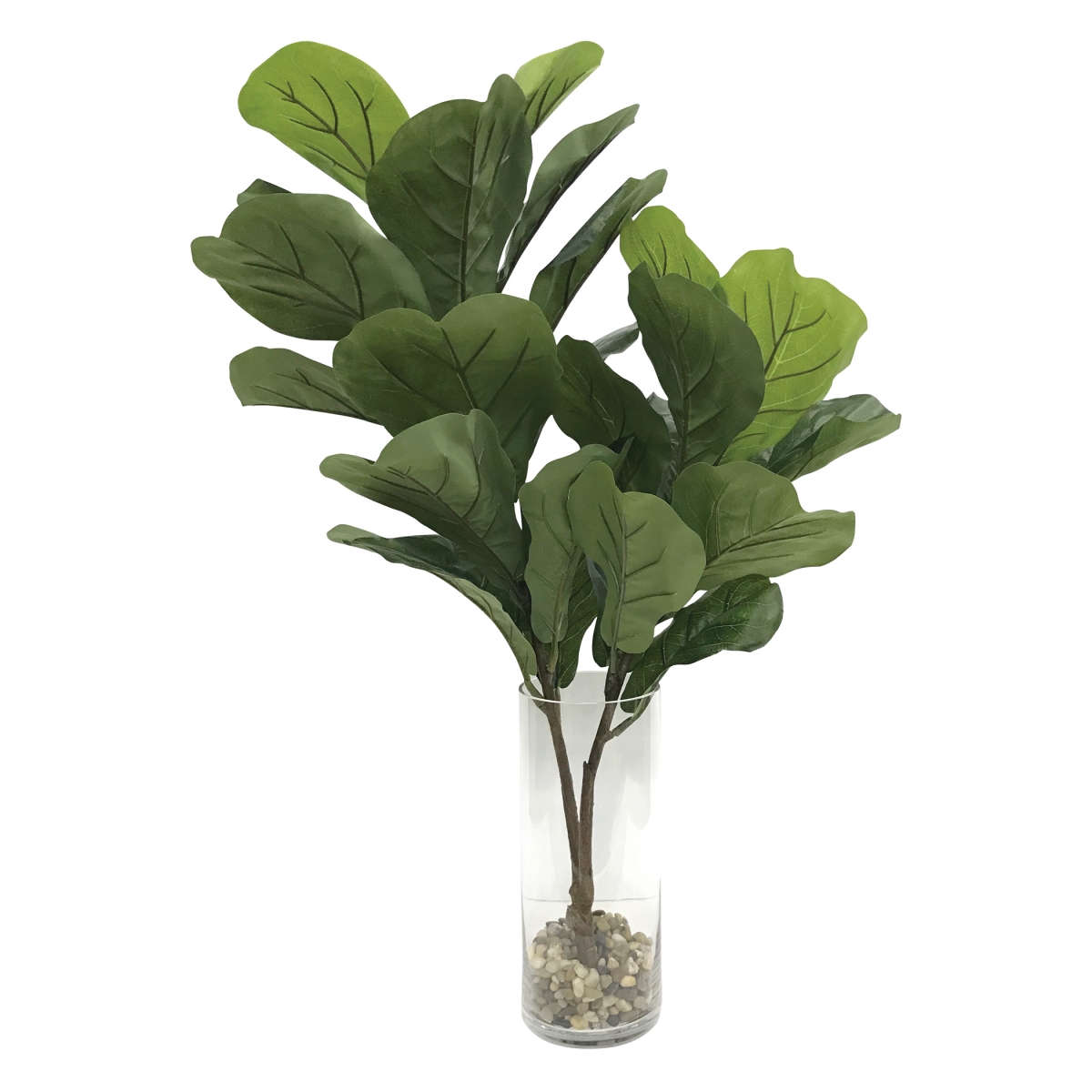 Picture of 212 Main 60164 Urbana Fiddle Leaf Fig Plant