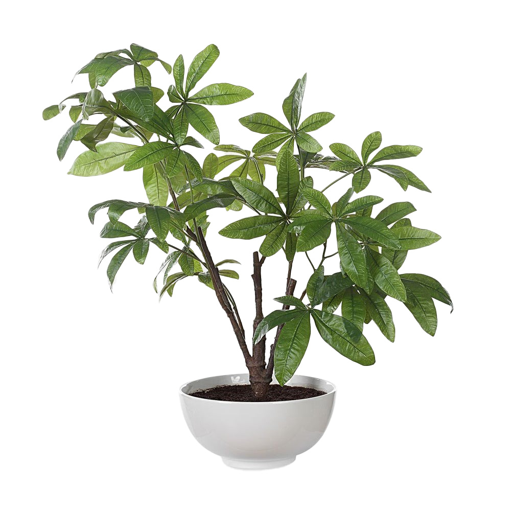 60225 Pachira Money Tree