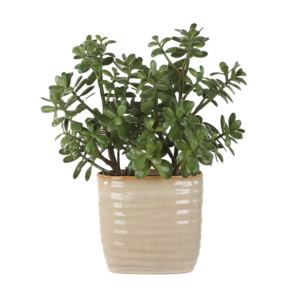 60226 Crassula Jade Accent Plant