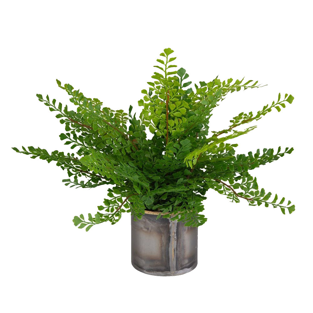 60237 Maidenhair Fern in Oxidized Container