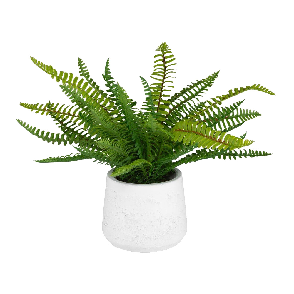 60238 Boston Fern in White Ceramic Pot