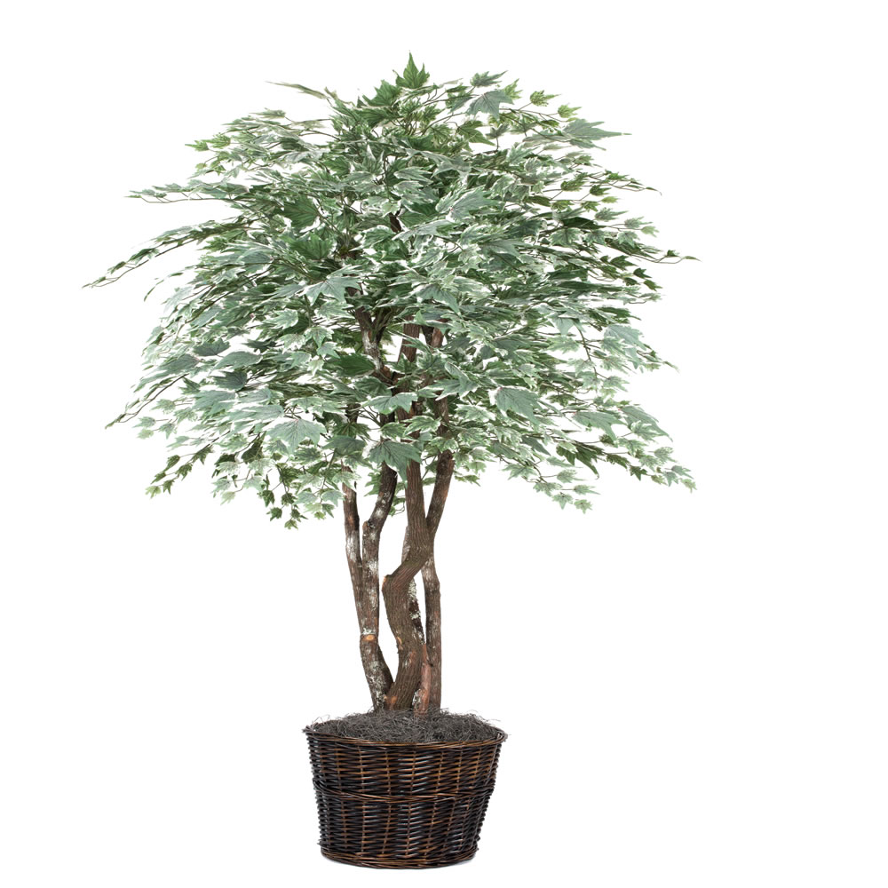 Picture of Vickerman TEX1660 Silver Maple Executive Everyday Tree - 6 ft.