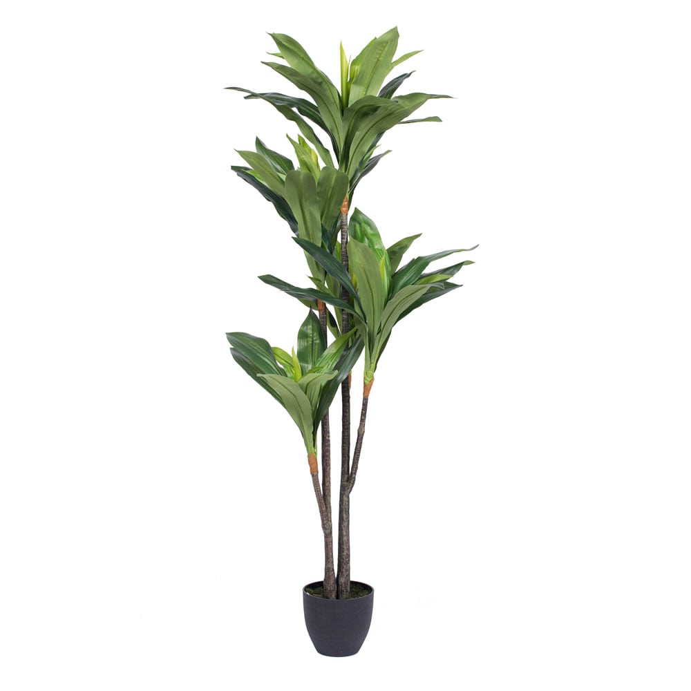 Picture of Vickerman T160965 Real Touch Dracaena X5 Everyday Tree with 68 LVS in - 60 in.