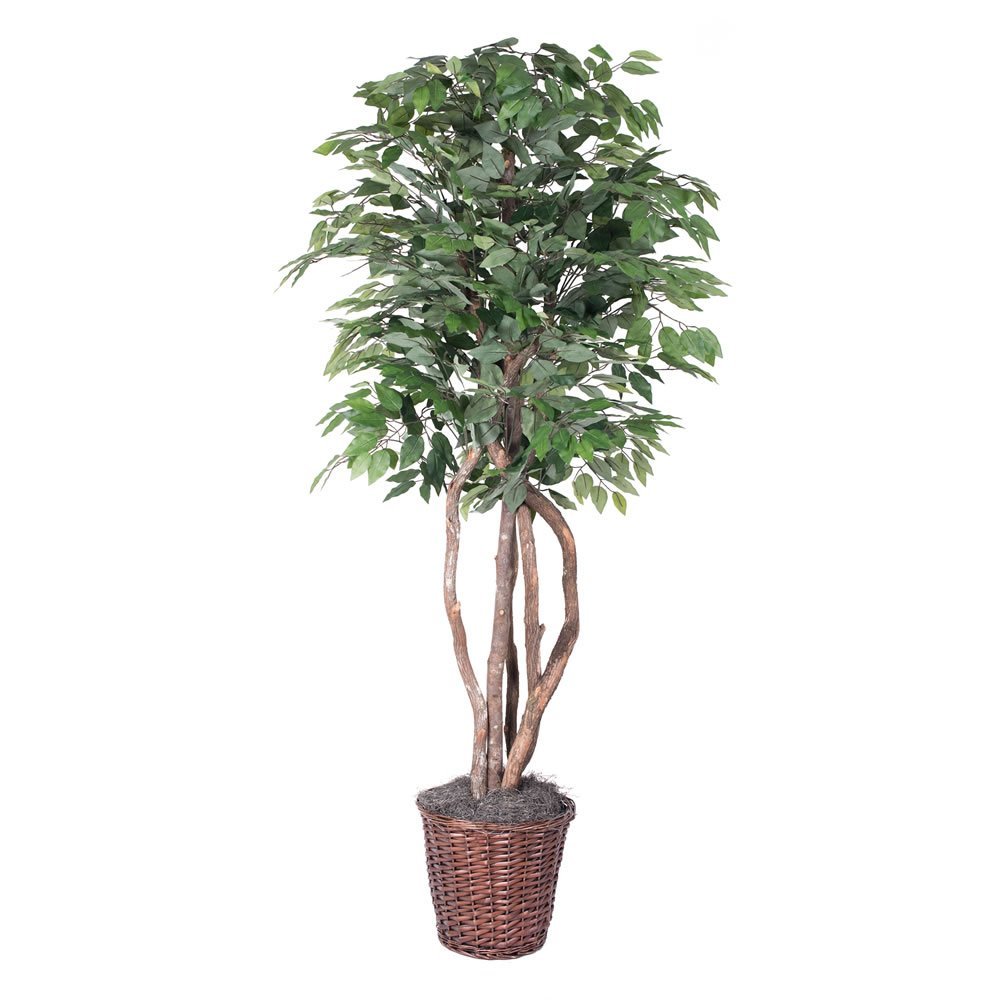 Frosted Maple Executive Everyday Tree in Rattan Container - 6 ft.