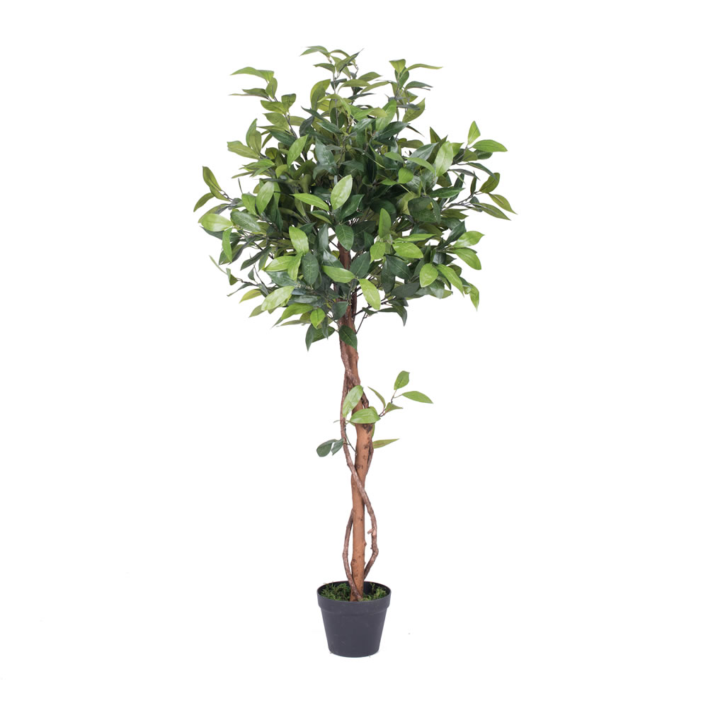 Picture of Vickerman T161250 Camellia Everyday Tree in Pot - 50 in.