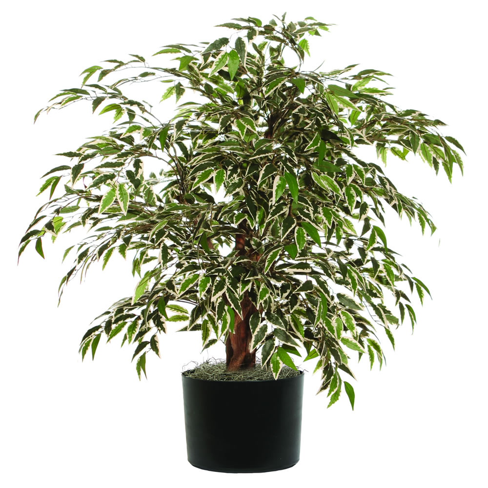 Picture of Vickerman TXX1340-06 Variegated Smilax Extra Full Everyday Bush - 4 ft.