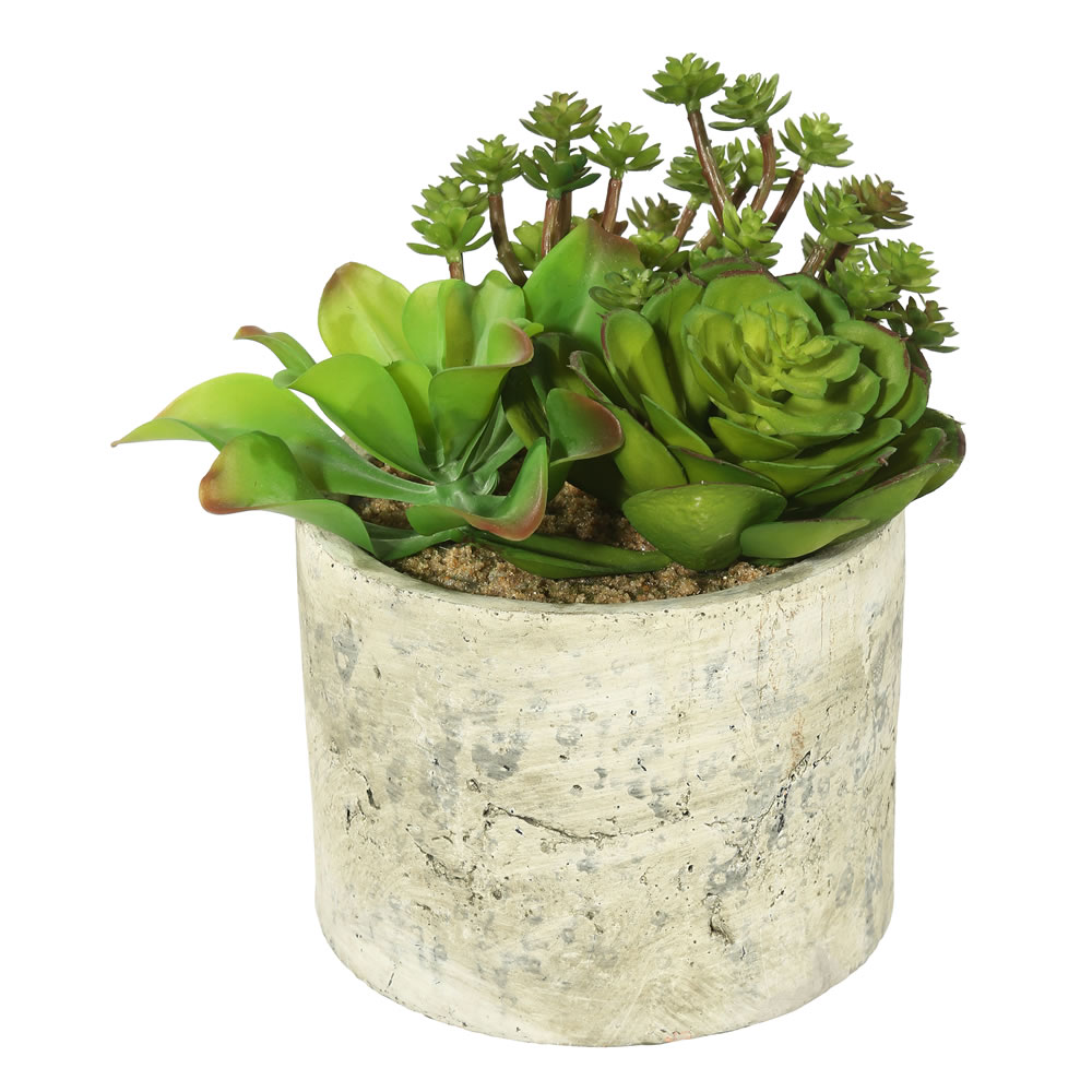 8 in. Succulent Arrangement