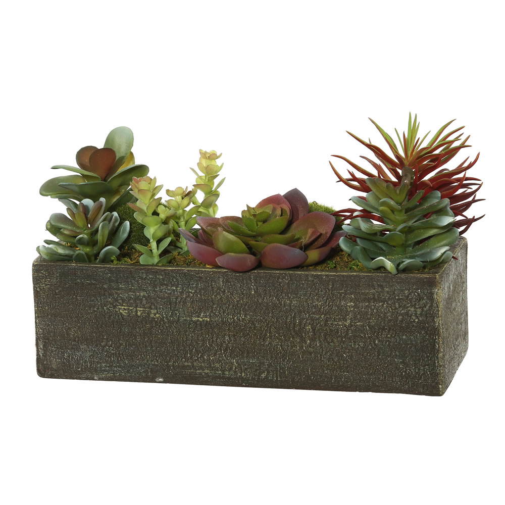 5.25 in. Succulent Arrangement