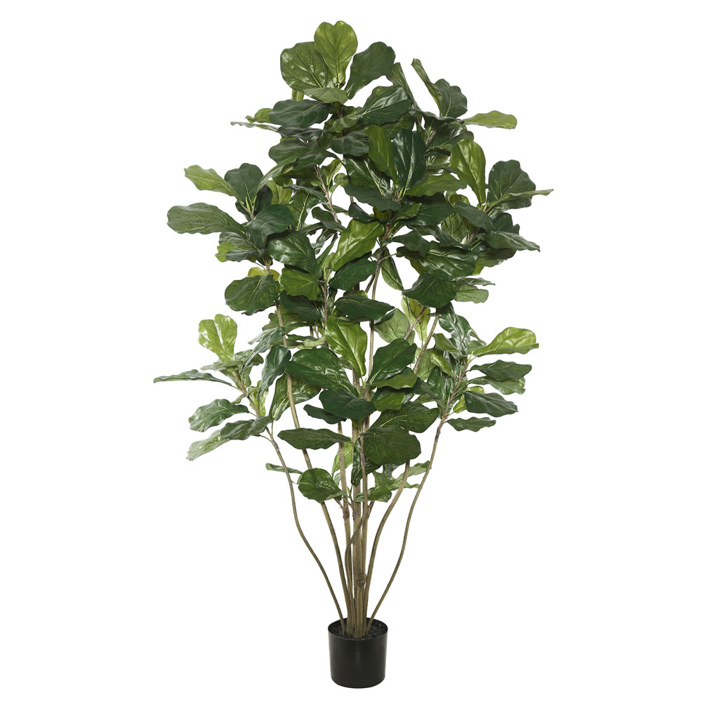 Potted Fiddle Tree - Green - 5in.
