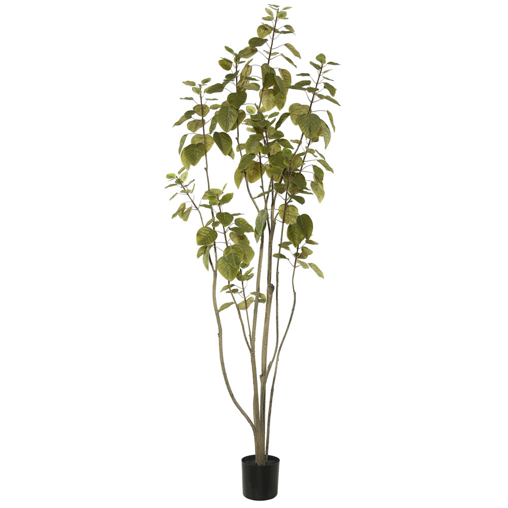6 ft. Cotinus Coggygria Tree with Pot - Green