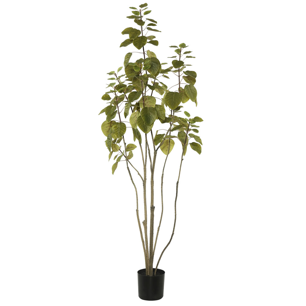 4 ft. Cotinus Coggygria Tree with Pot - Green