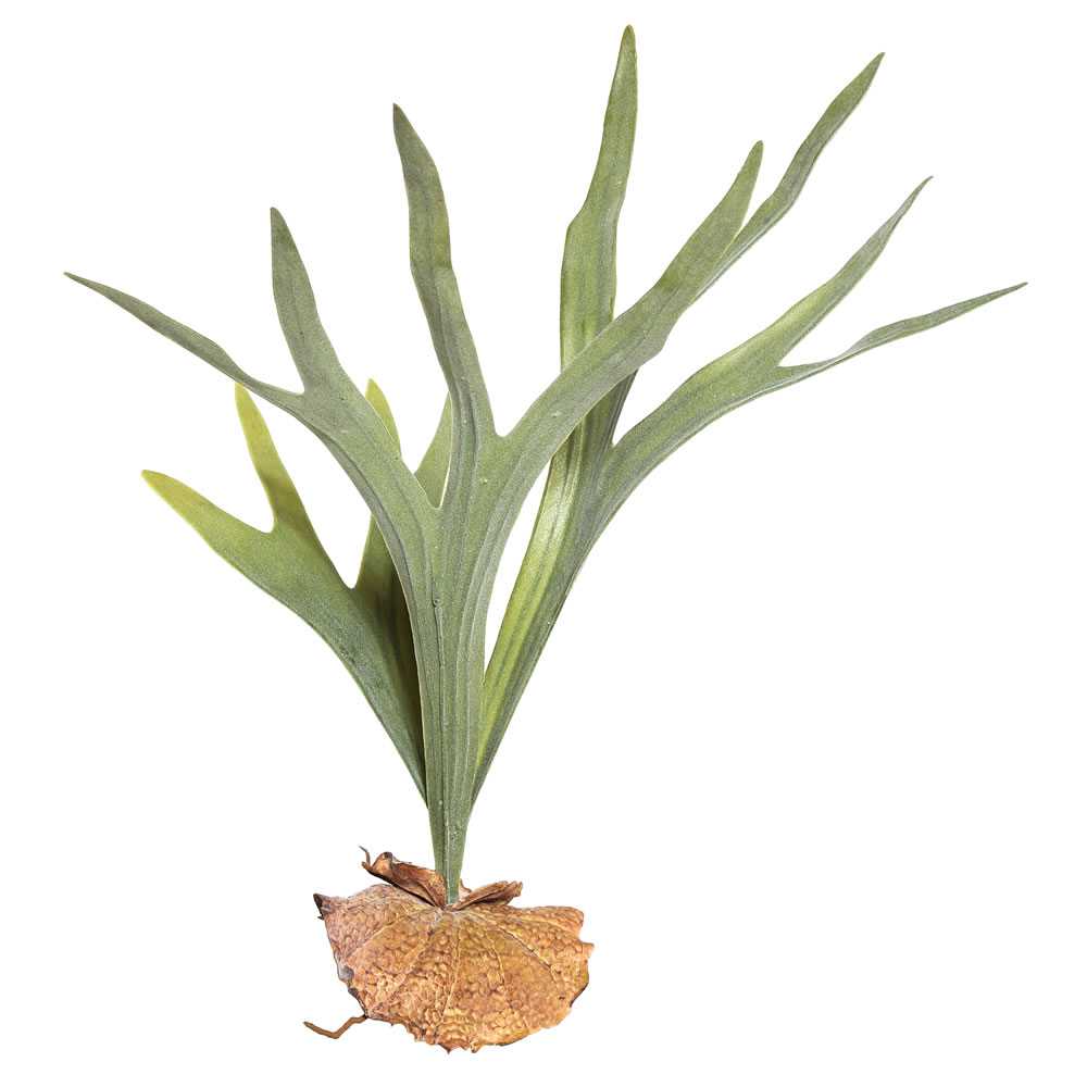 Picture of Vickerman FE171301 23.5 in. Staghorn Fern Pick