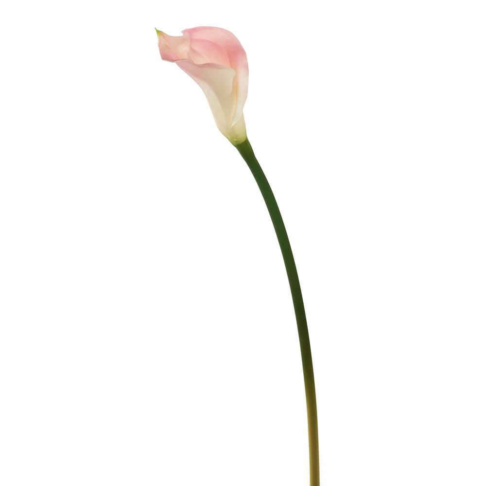 26 in. Calla Lily  Pink