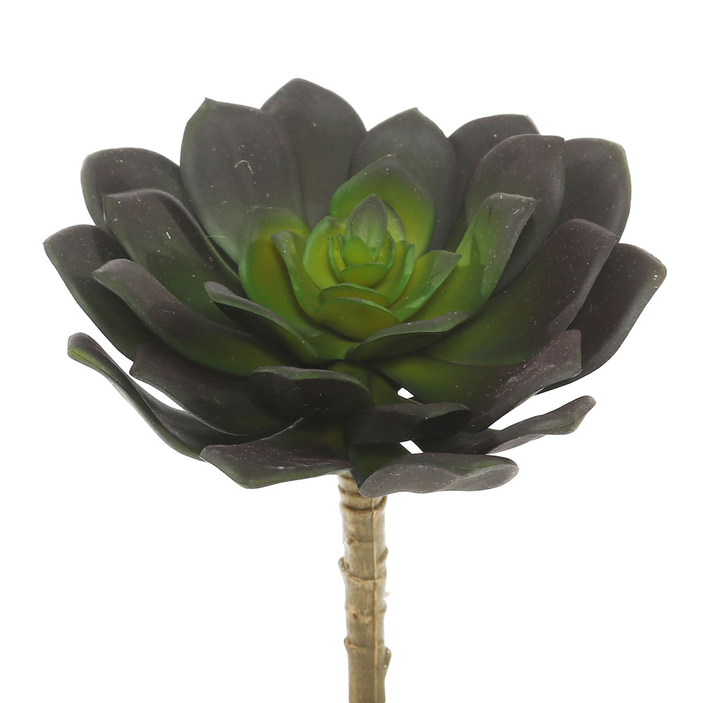 FE170801 5.75 in. Echeveria