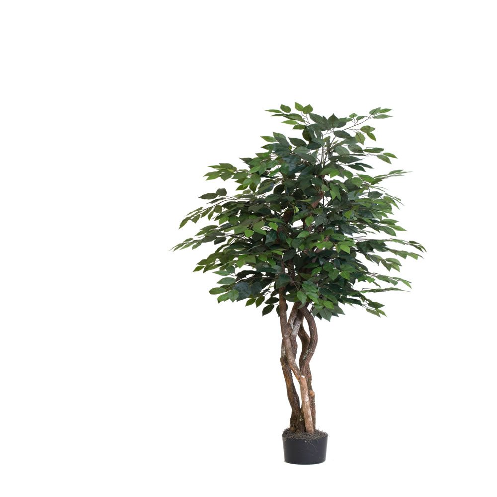 Picture of Vickerman TEX0160-07 6 ft. Ficus Executive