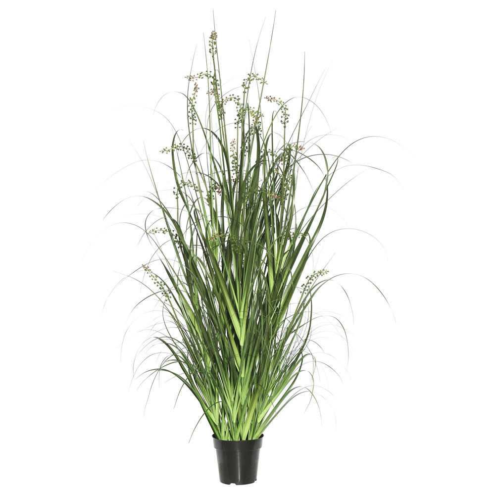 24 in. Sheeps Grass in Pot, Green