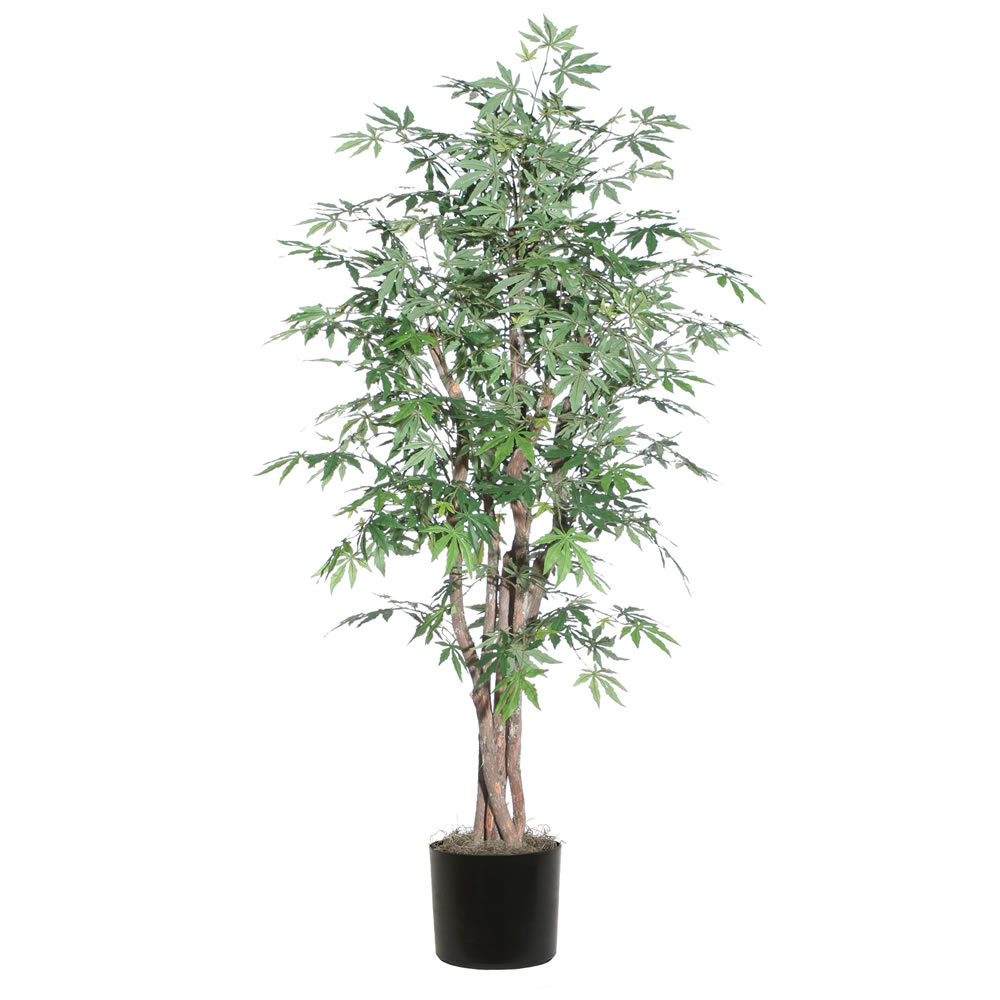 6 ft. Japanese Maple Executive Silk Tree - Green