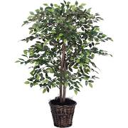 4 ft. Mini Ficus Bush - Green